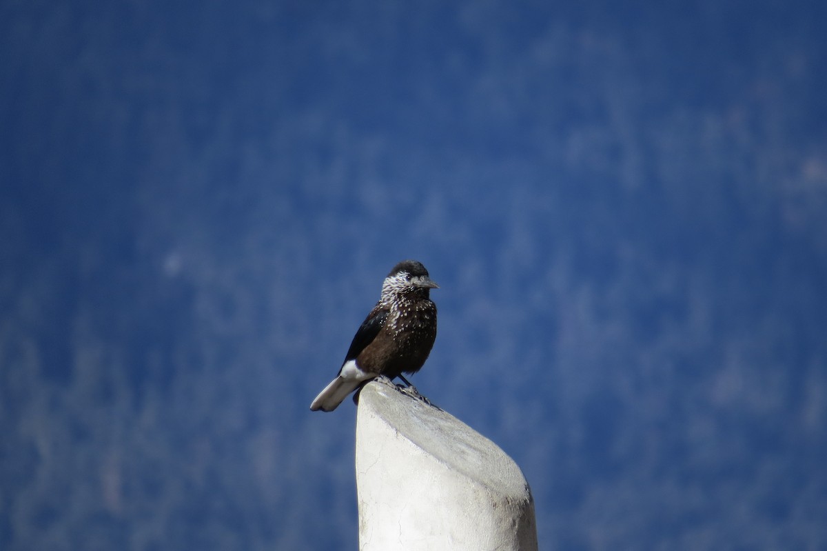 Cascanueces Sureño - ML646446041