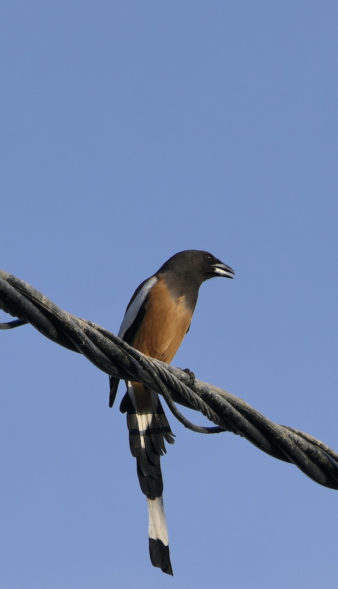 straka toulavá - ML646446042