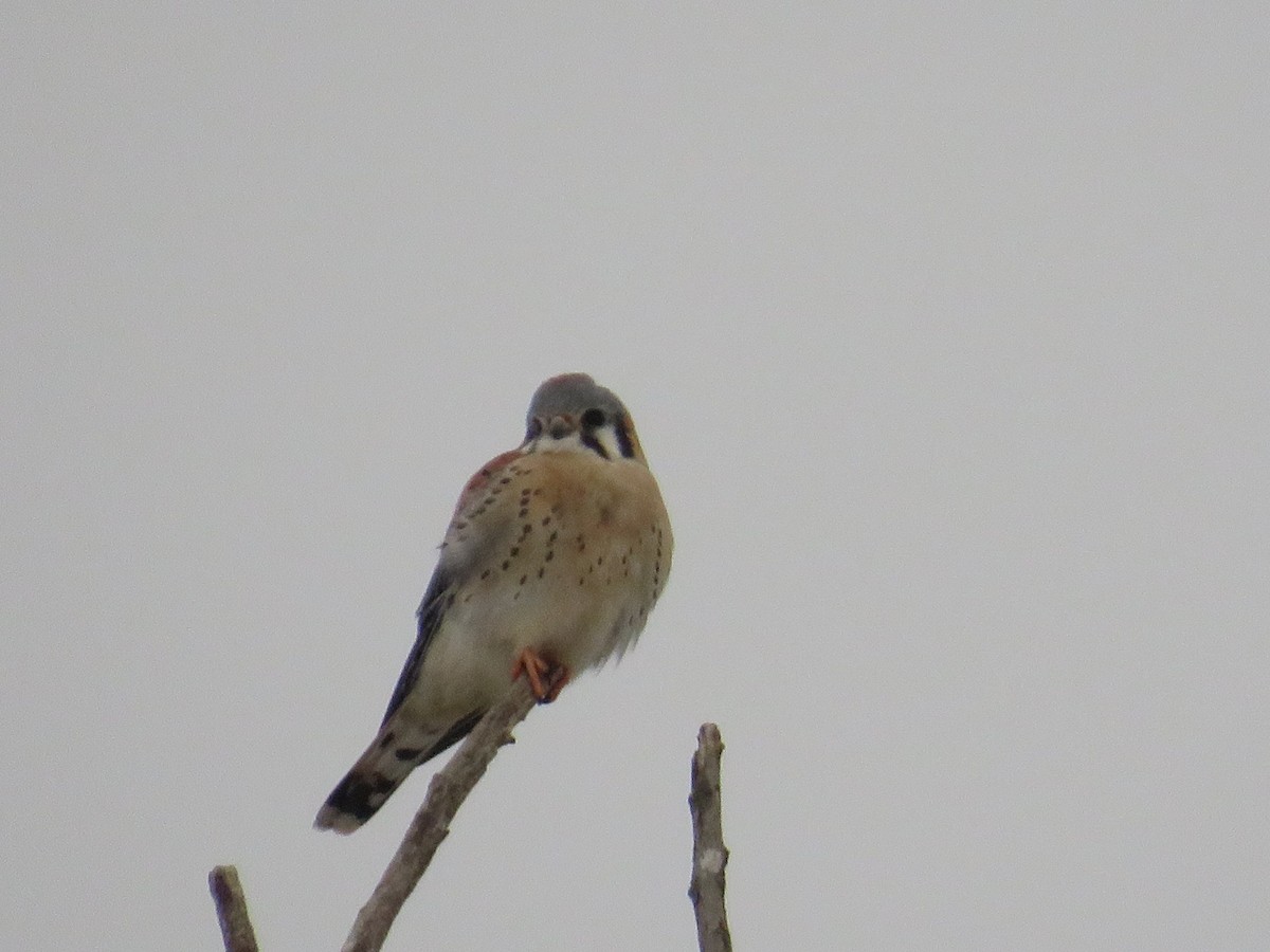 Воробьиная пустельга - ML646446045