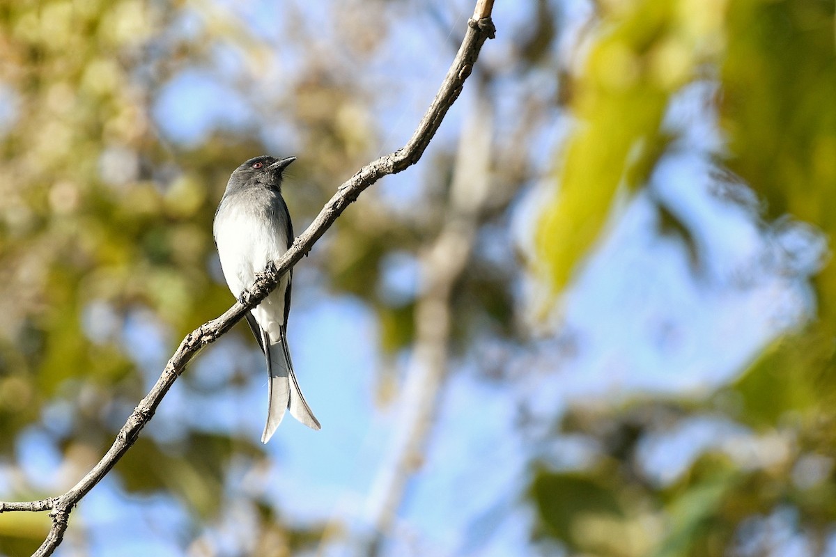 White-bellied Drongo - ML646446051