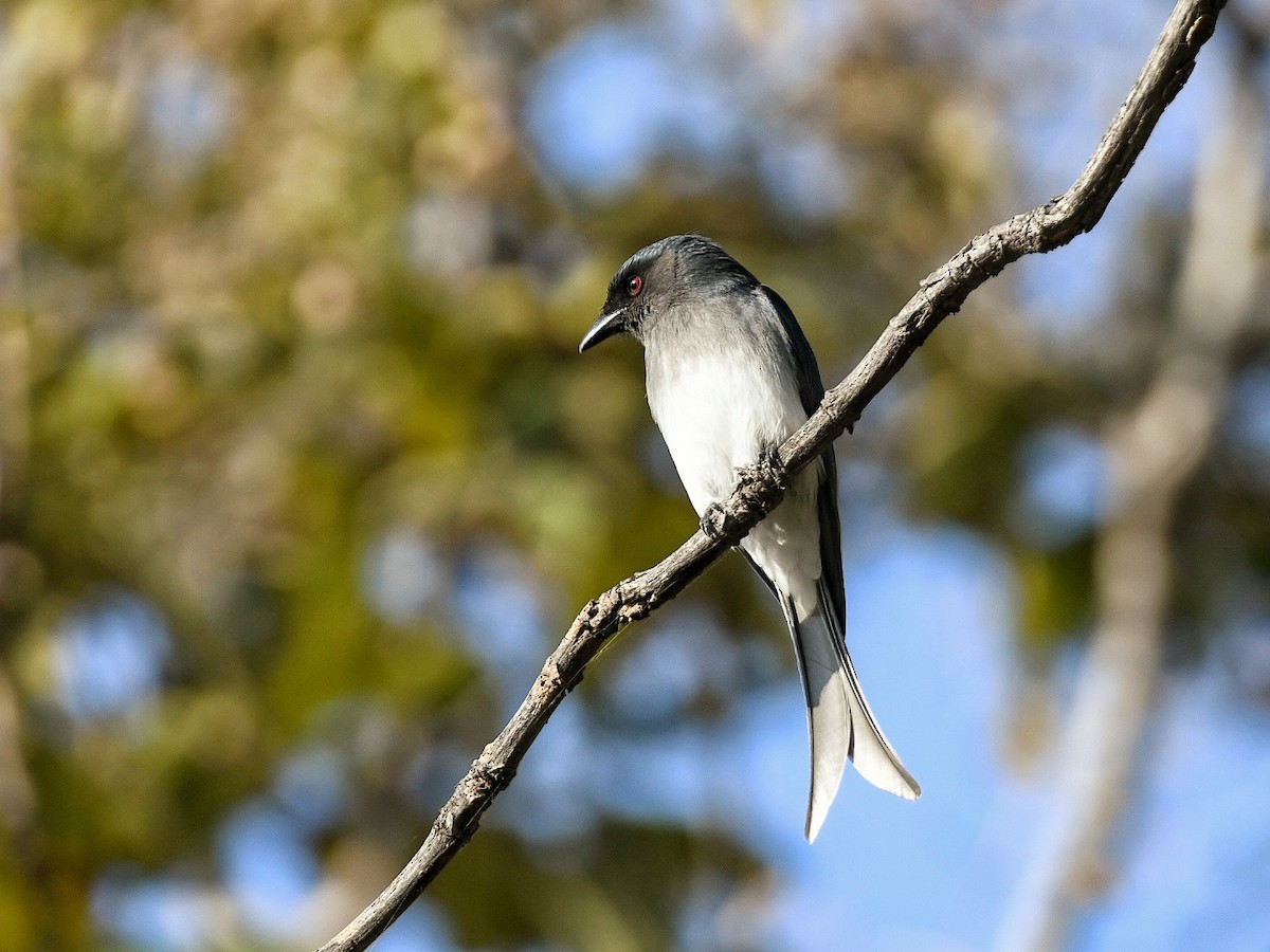 White-bellied Drongo - ML646446052