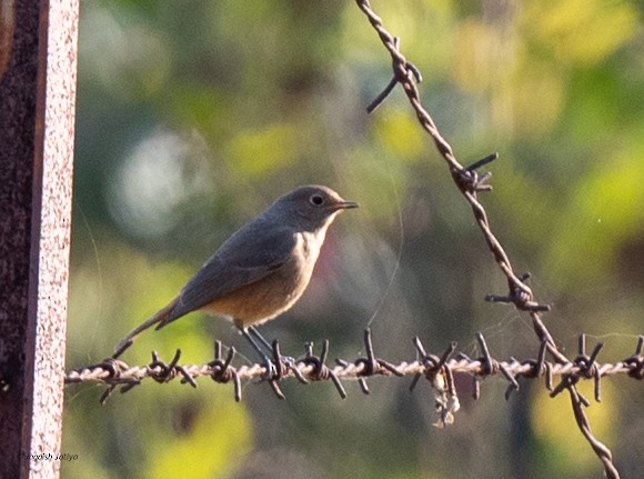 Black Redstart - ML646446053