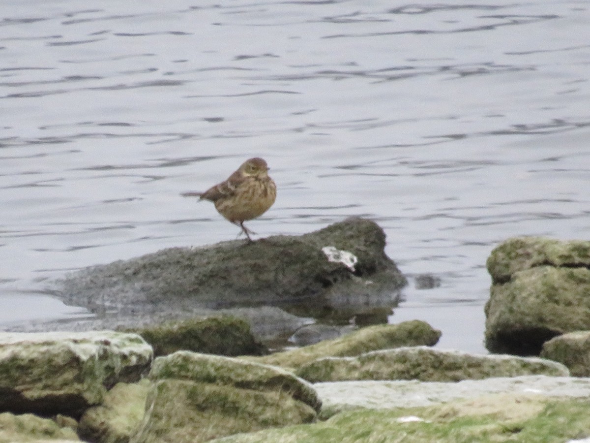פפיון אמריקני - ML646446054