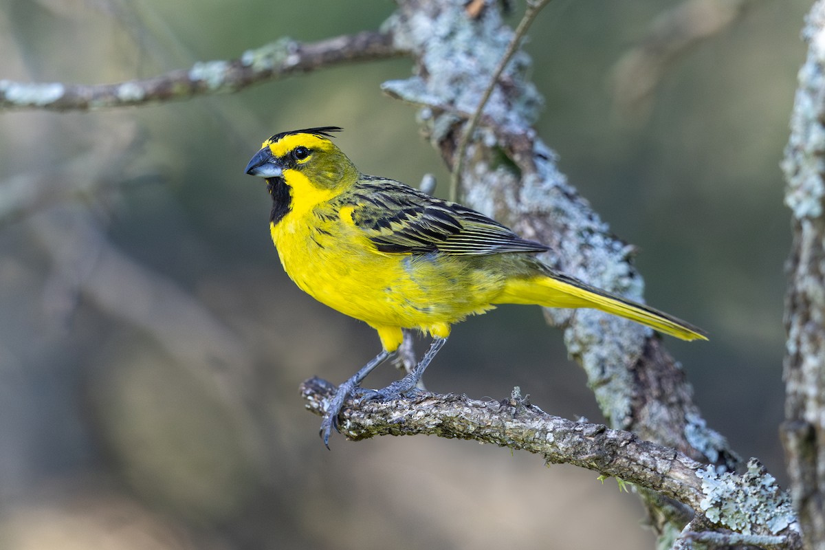 Yellow Cardinal - ML646446056