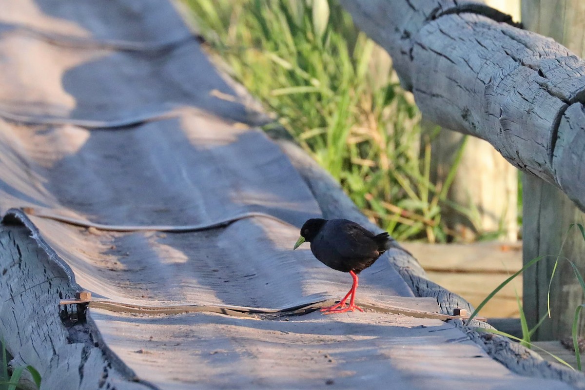 Black Crake - ML646446059