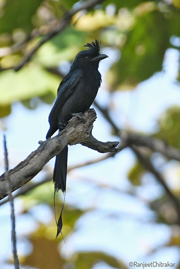 Greater Racket-tailed Drongo - ML646446060