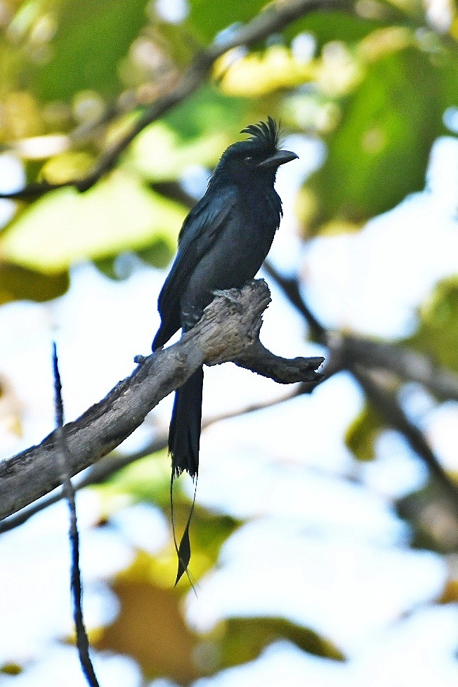 Greater Racket-tailed Drongo - ML646446061