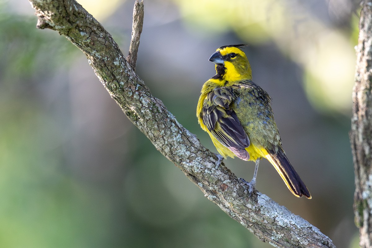 Yellow Cardinal - ML646446062