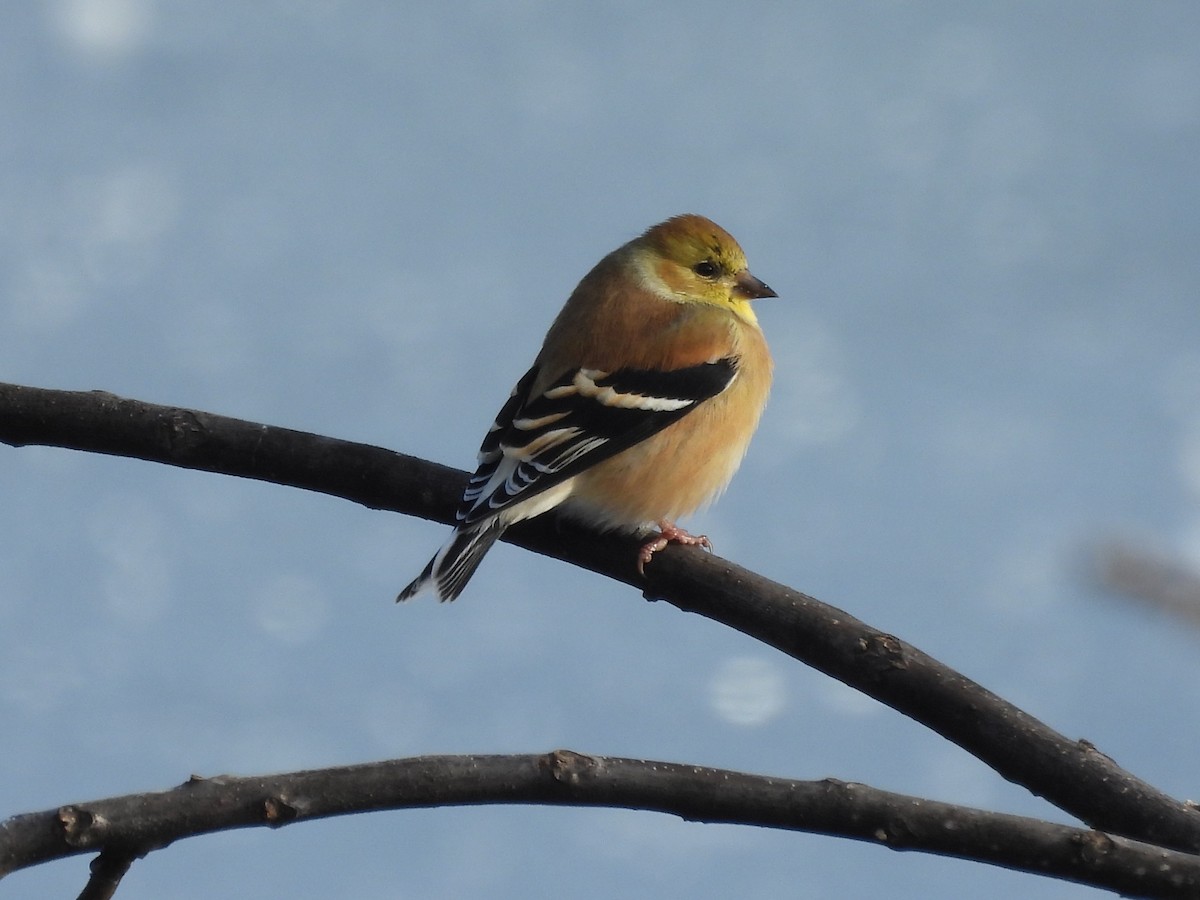 オウゴンヒワ - ML646446066