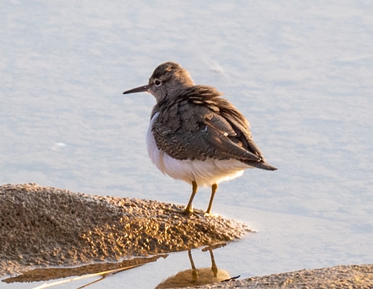Common Sandpiper - ML646446067