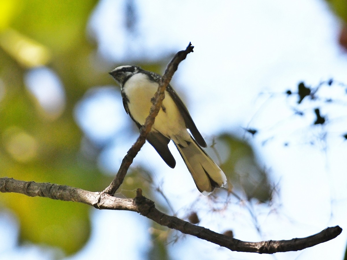 White-browed Fantail - ML646446069
