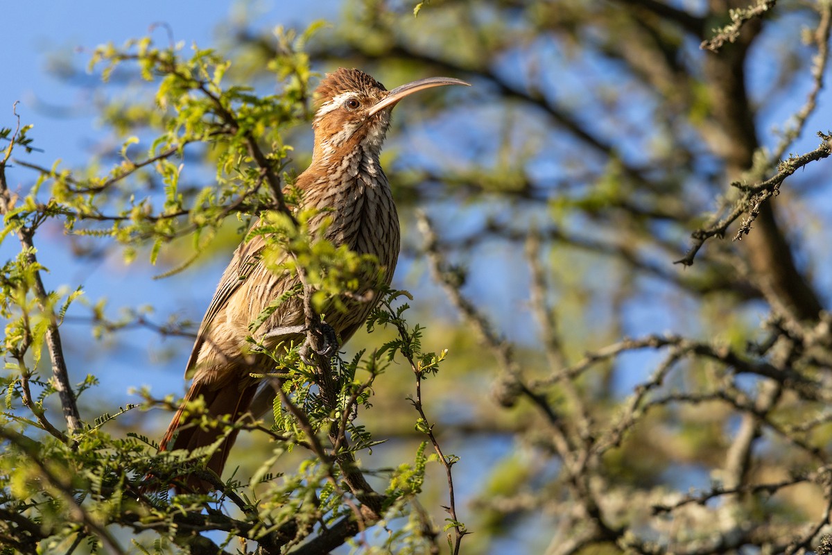Scimitar-billed Woodcreeper - ML646446070
