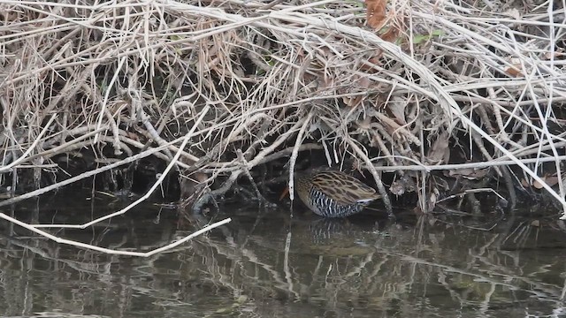 Brown-cheeked Rail - ML646446075