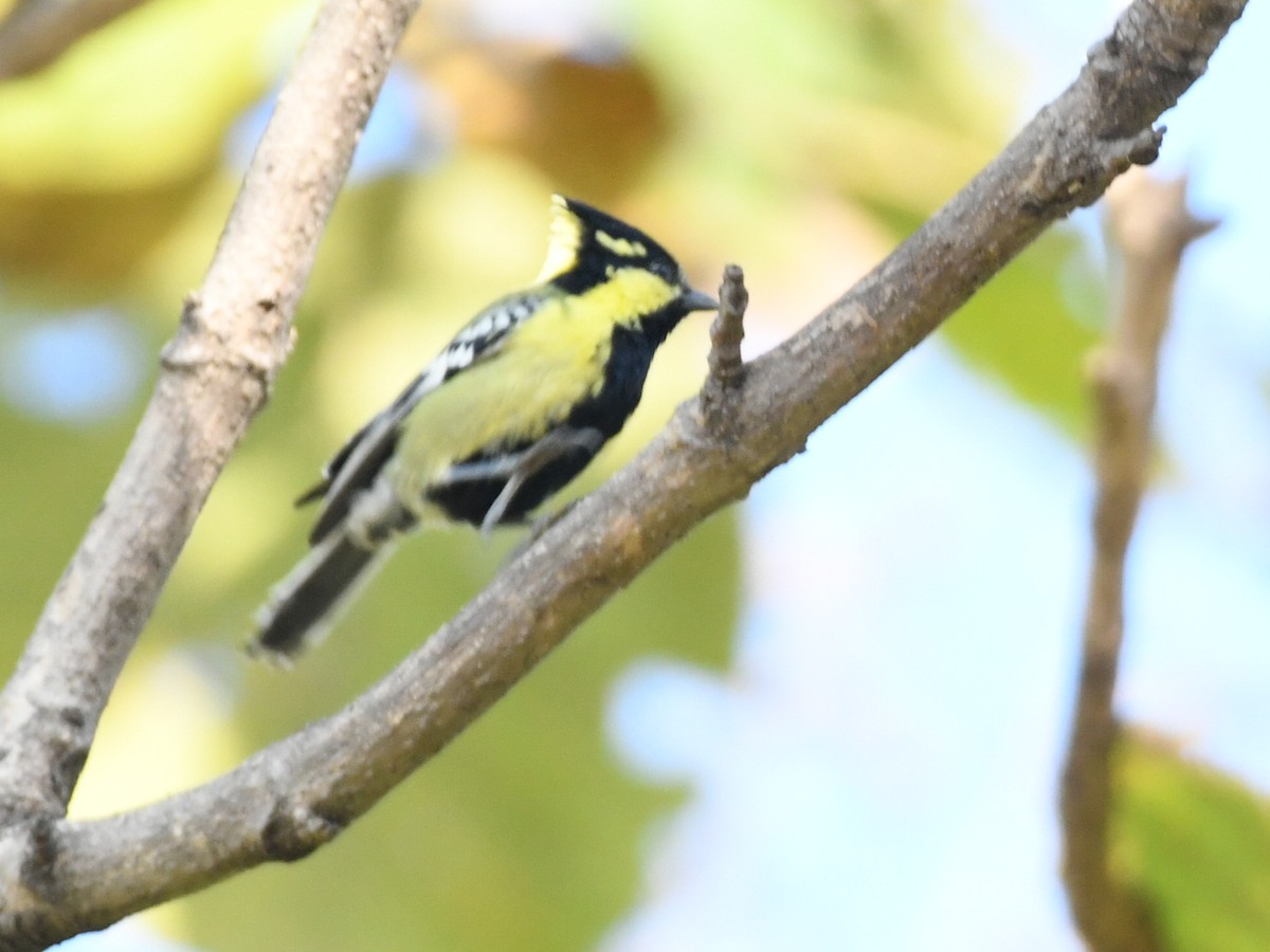 Indian Yellow Tit - ML646446077