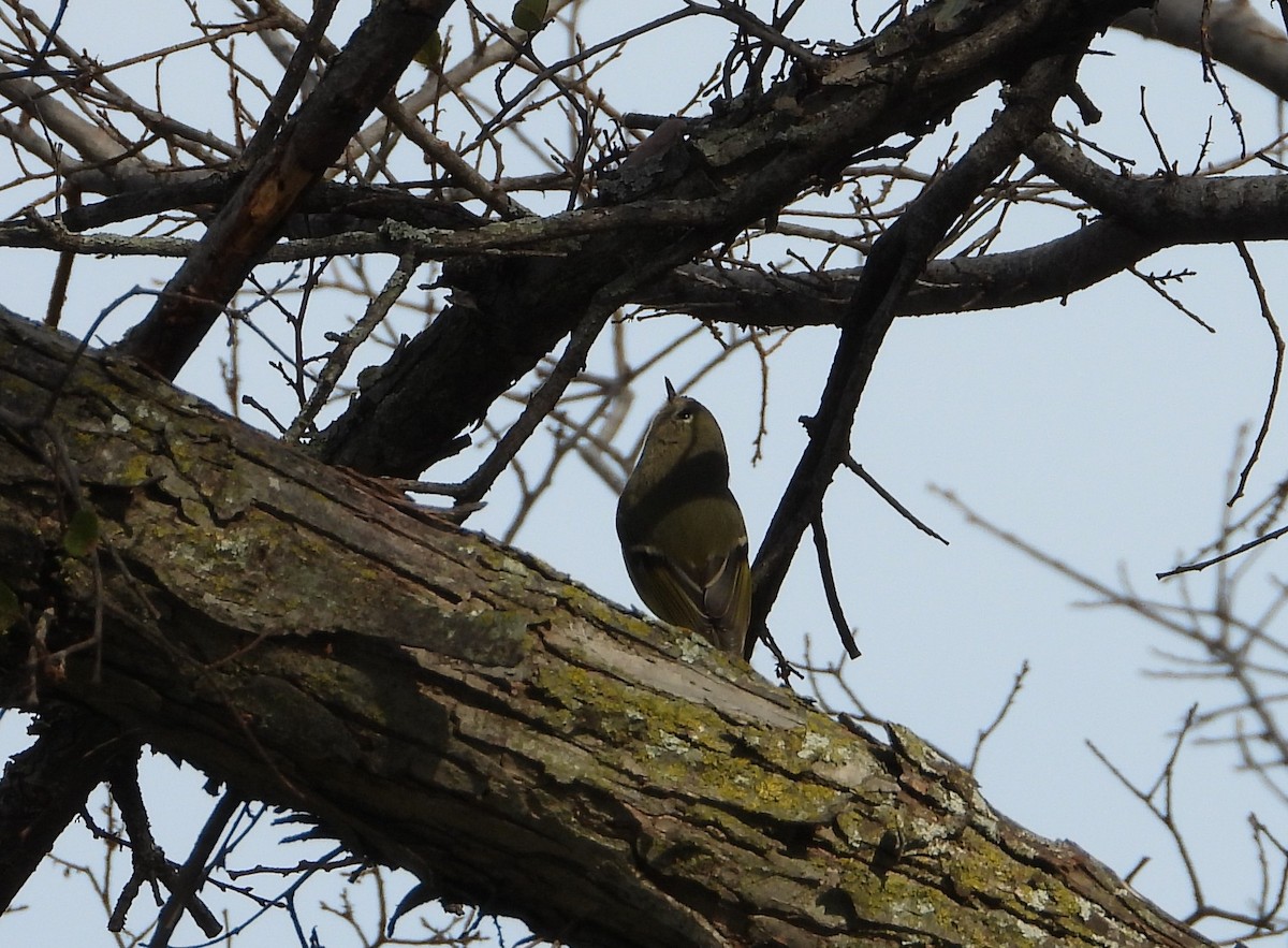 Ruby-crowned Kinglet - ML646446078