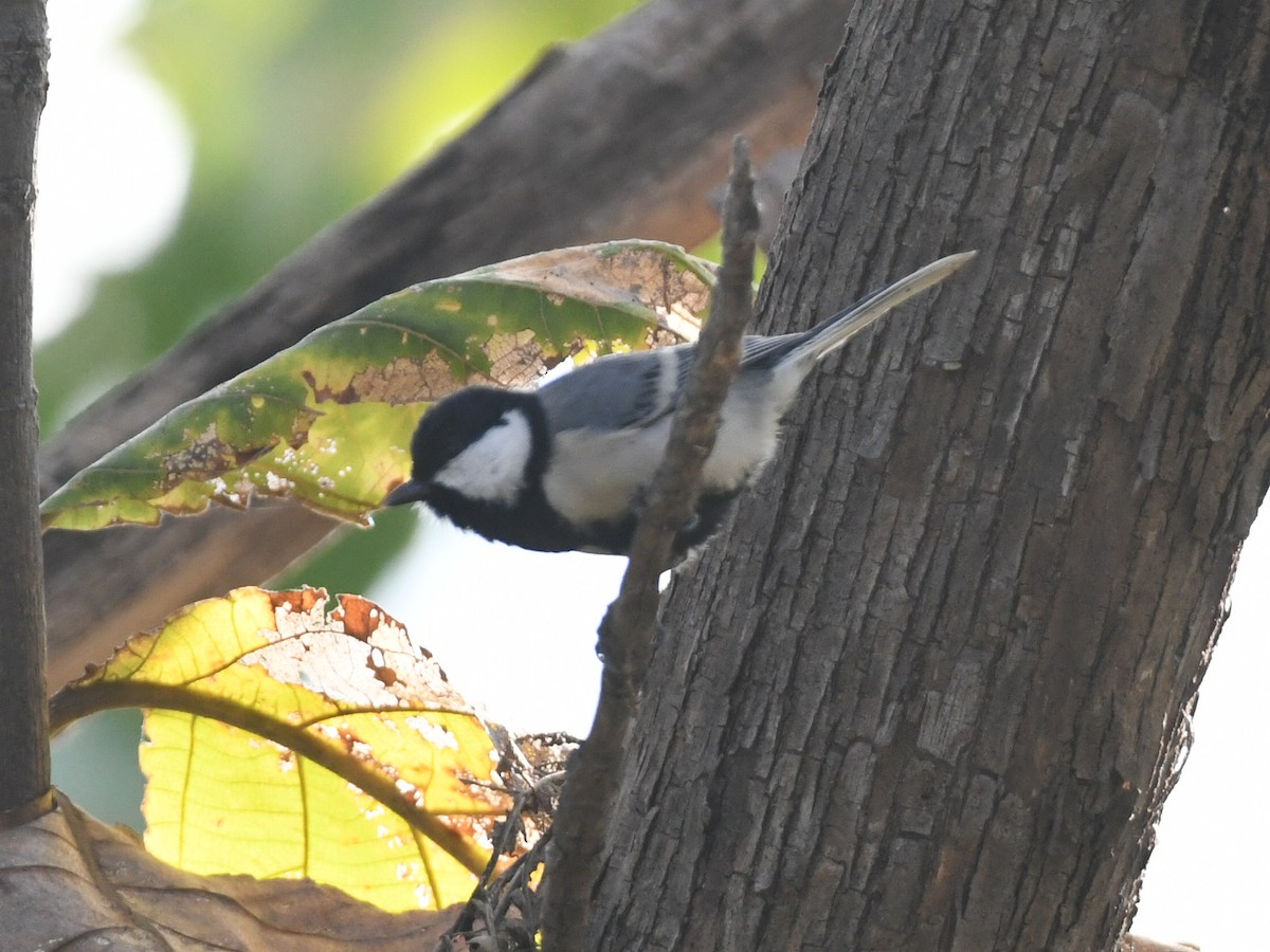 Азийн хөх бух - ML646446081