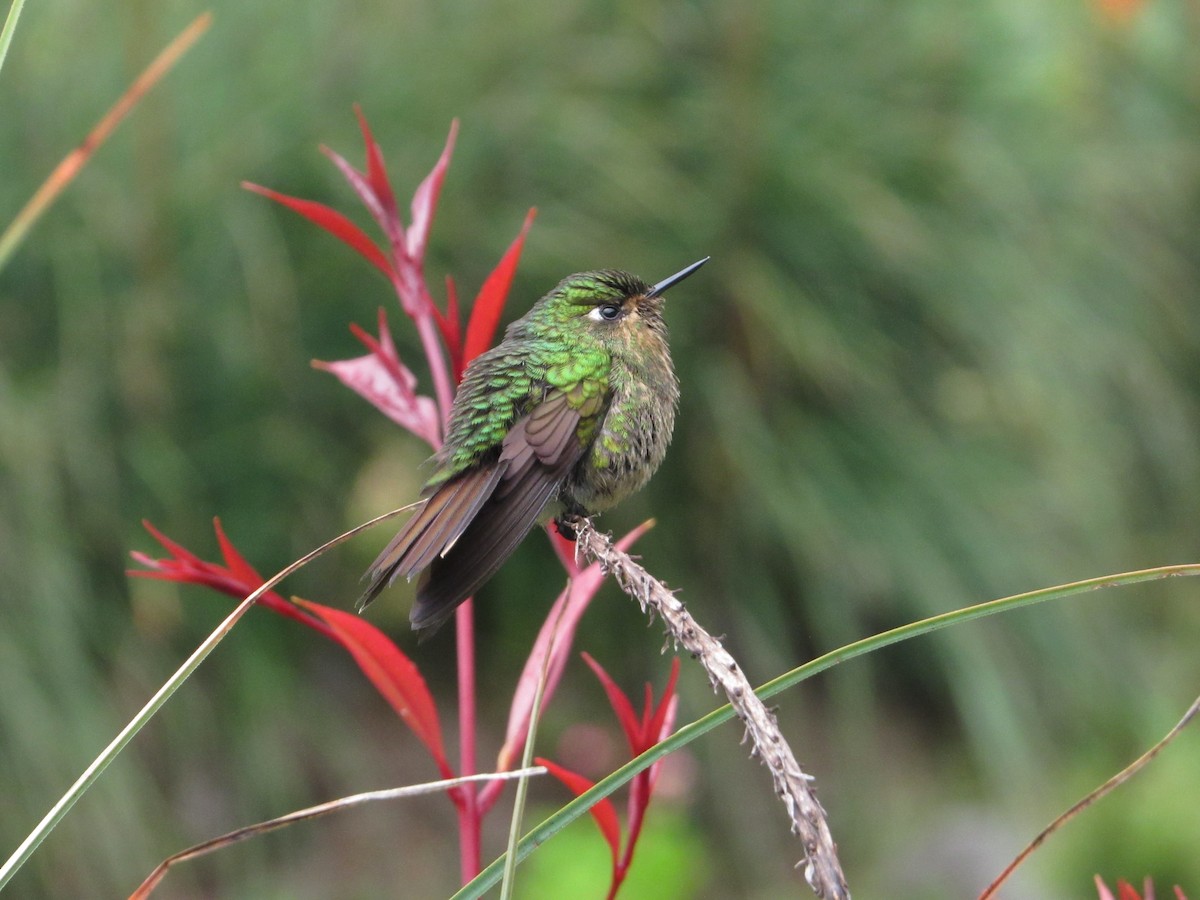 kolibřík dřišťálový - ML646446082