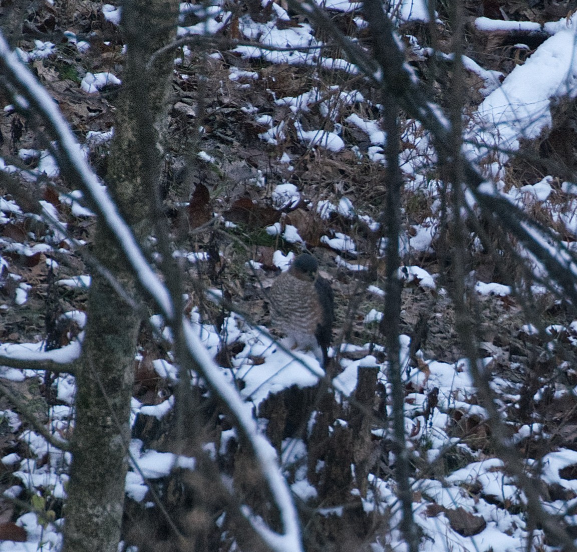 Cooper's Hawk - ML646446085