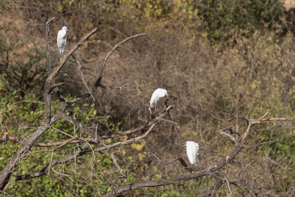 Koartzatxo txikia - ML646446086