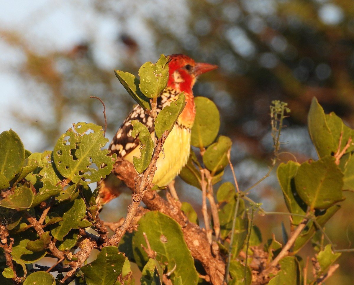 Red-and-yellow Barbet - ML646446089