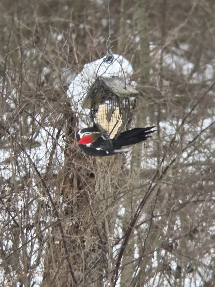 datel chocholatý - ML646446092