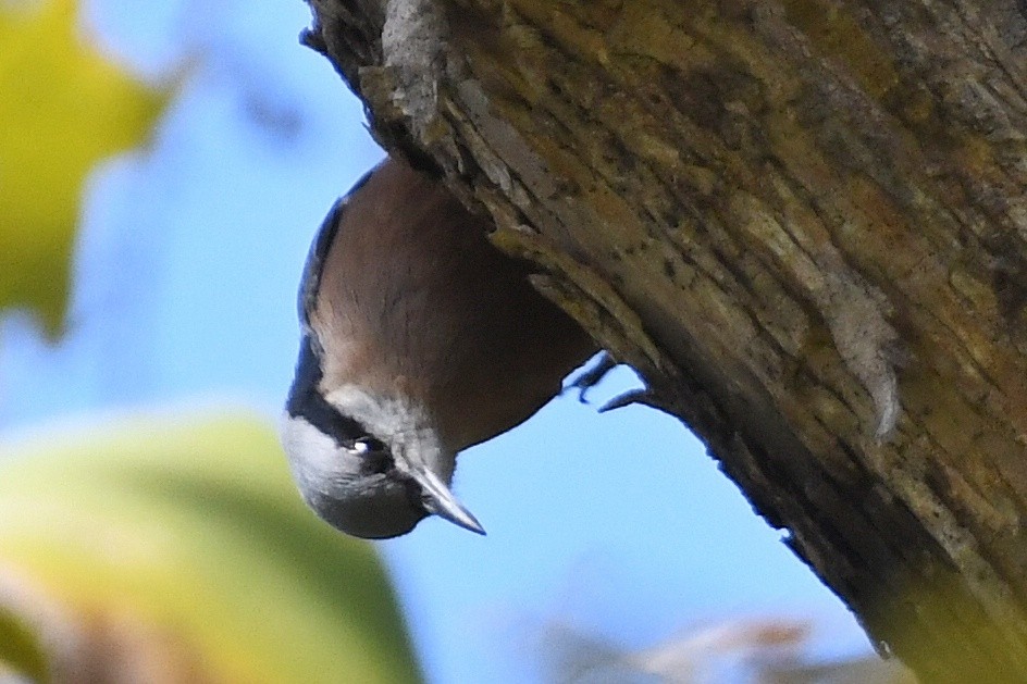 Indian Nuthatch - ML646446093