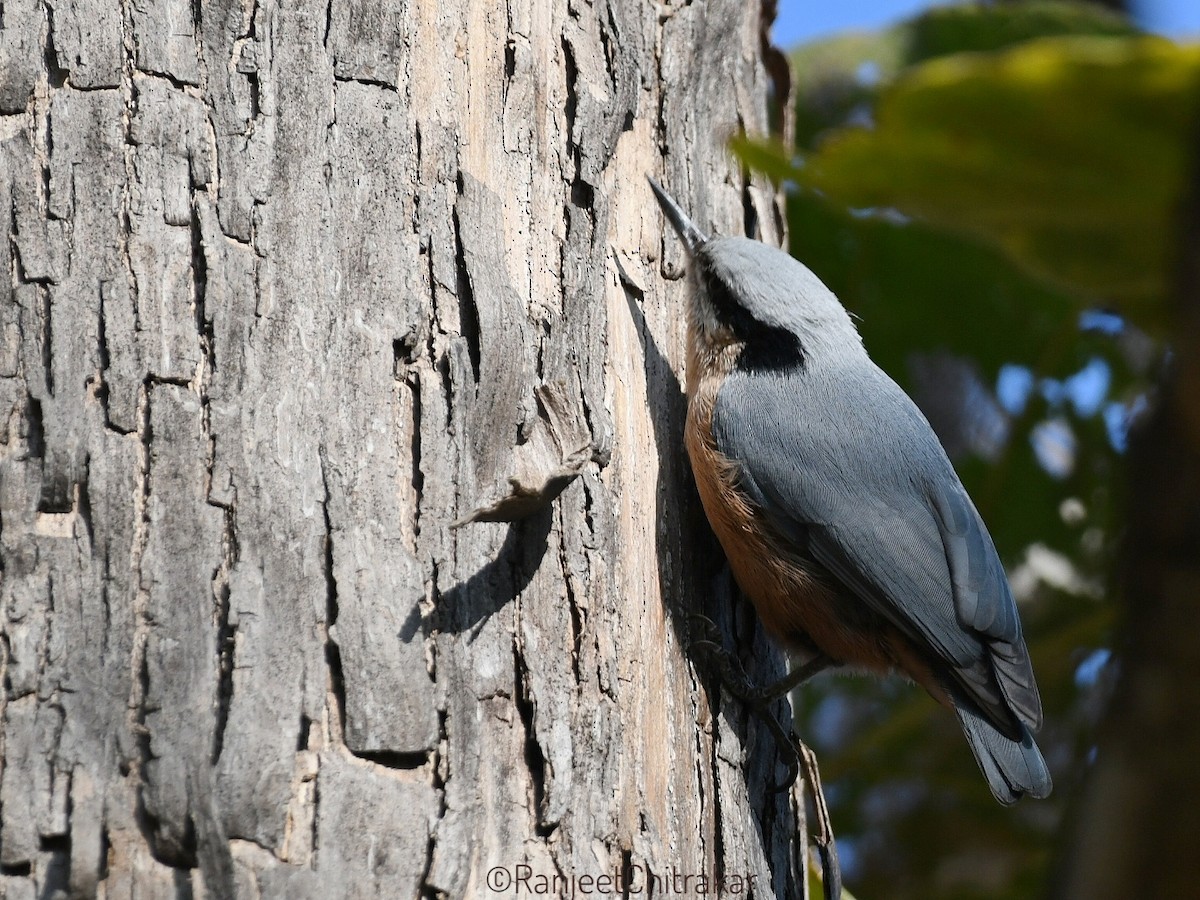 Indian Nuthatch - ML646446094