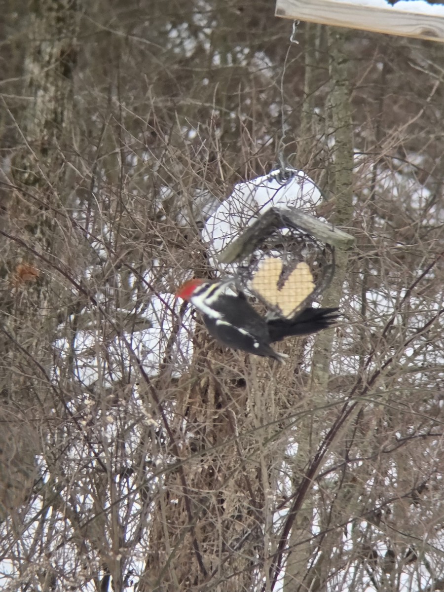 datel chocholatý - ML646446095