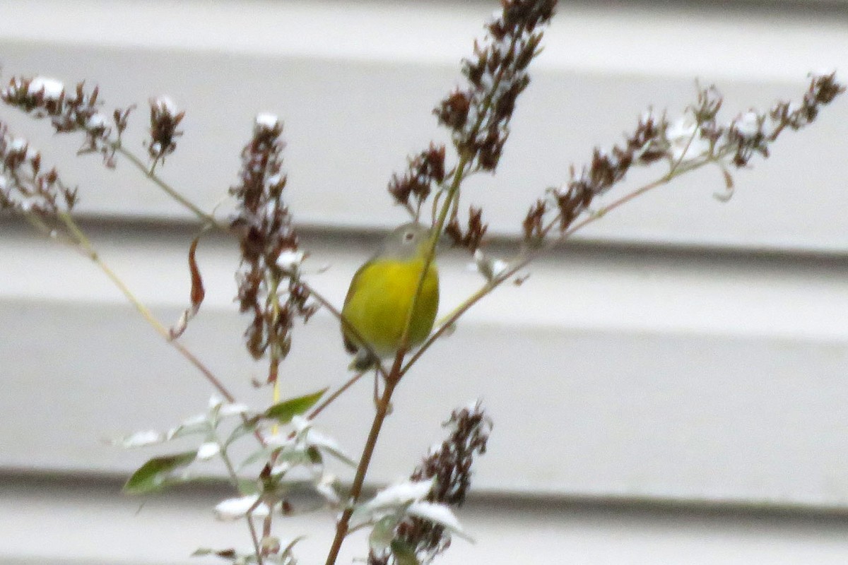 Nashville Warbler - ML646446096
