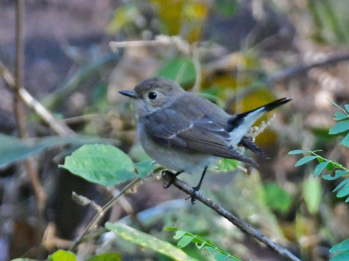 Хурган намнаа - ML646446097