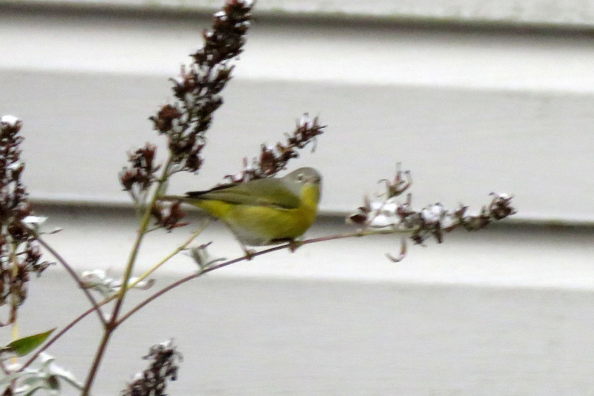 Nashville Warbler - ML646446101