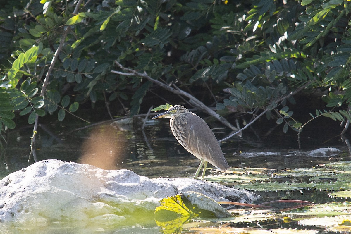 Indian Pond-Heron - ML646446102