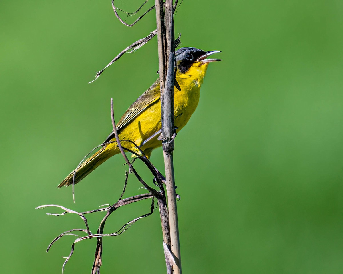 Жовтогорлик східний - ML646446107