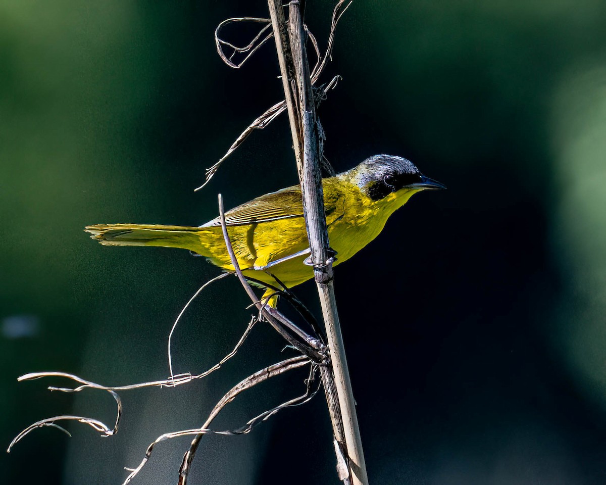 Жовтогорлик східний - ML646446108