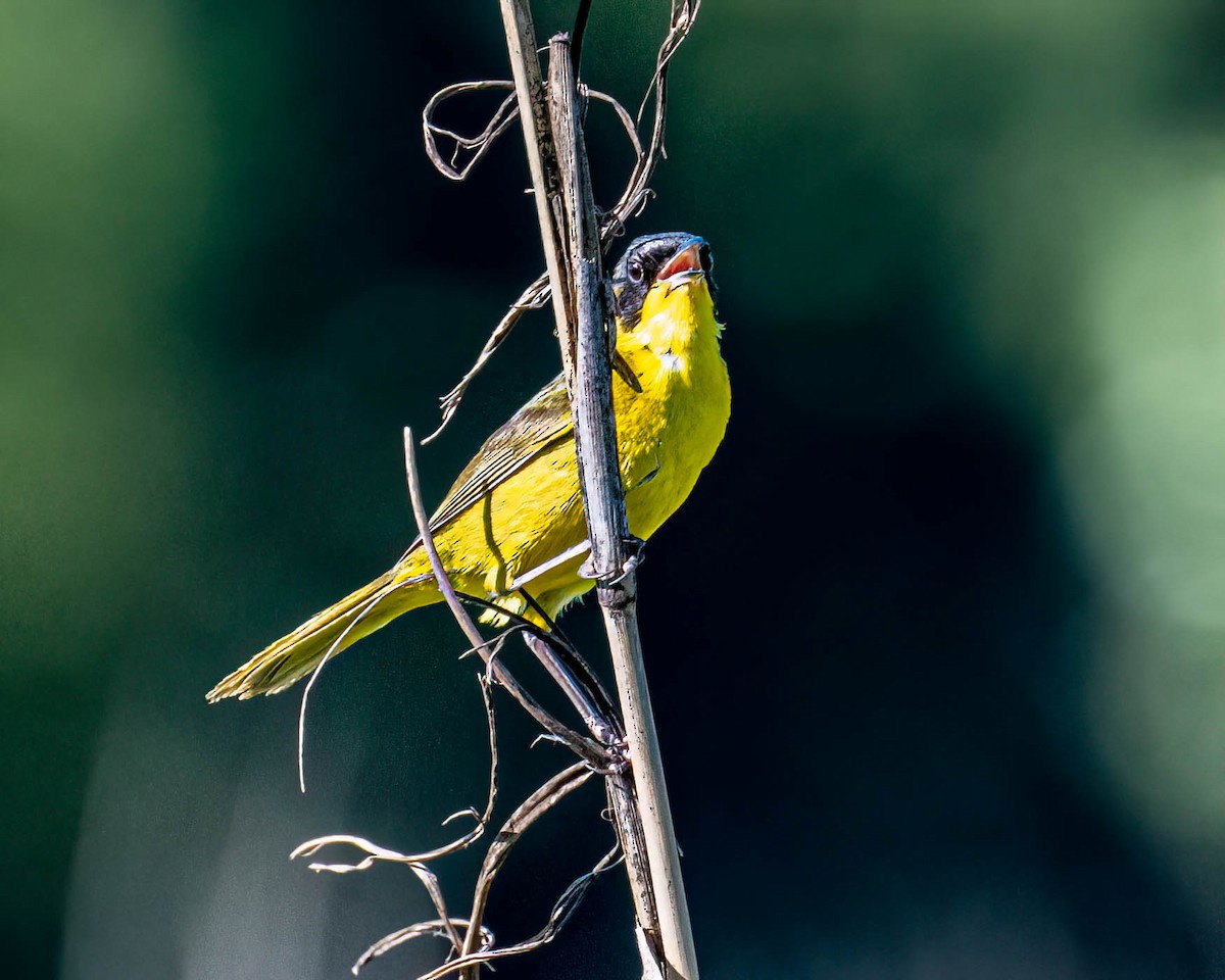 Жовтогорлик східний - ML646446109