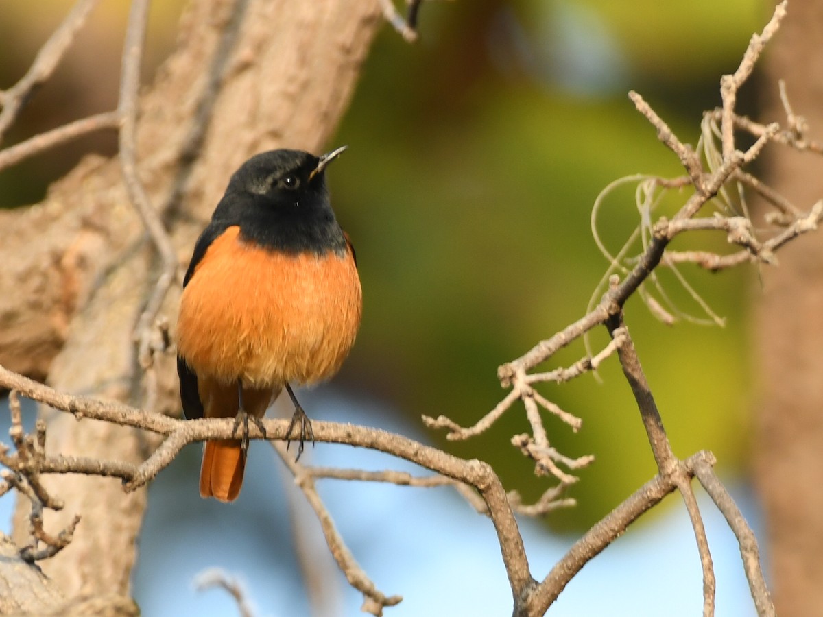 Мойлон гал сүүлт - ML646446110