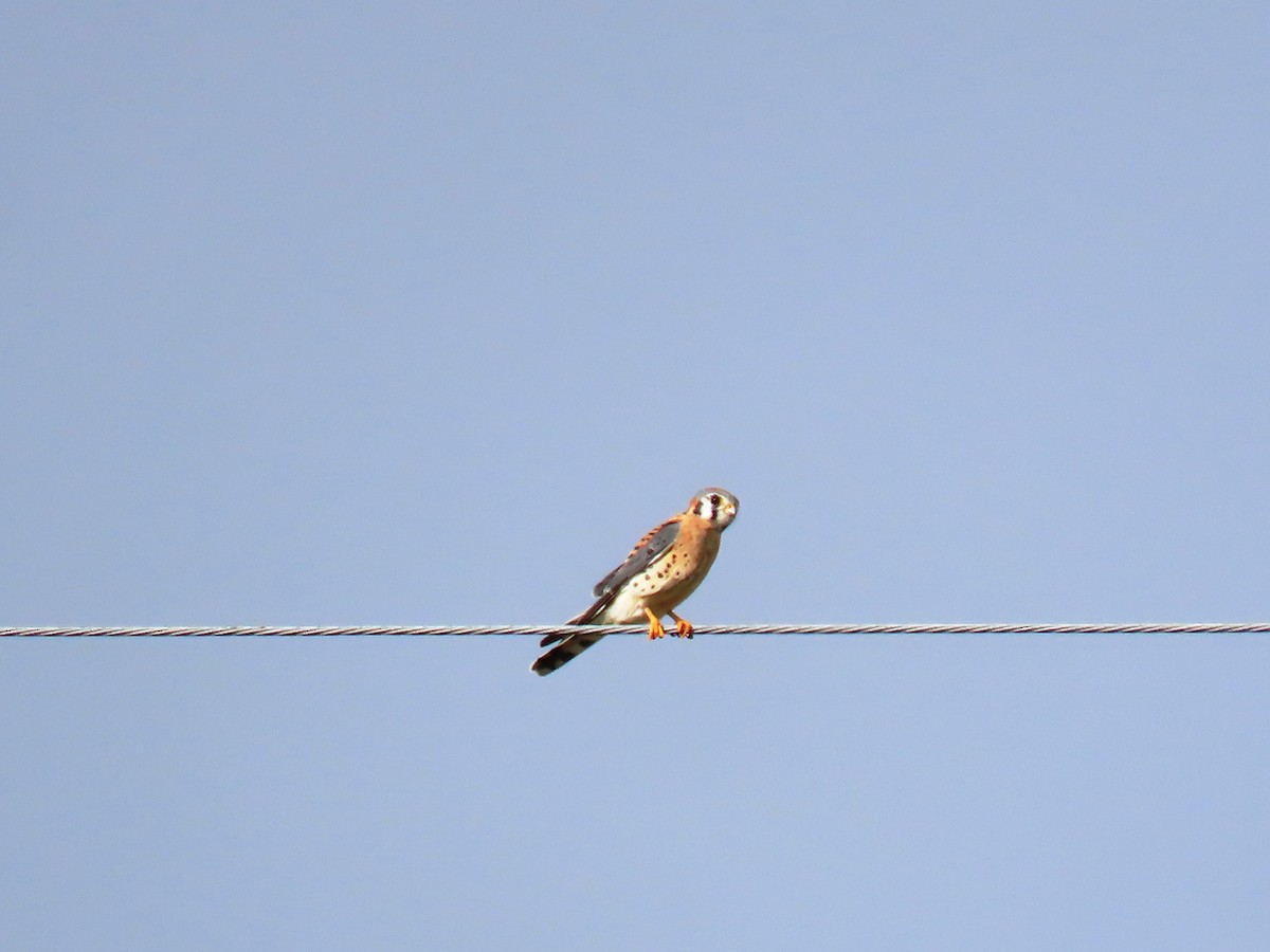 Воробьиная пустельга - ML646446111