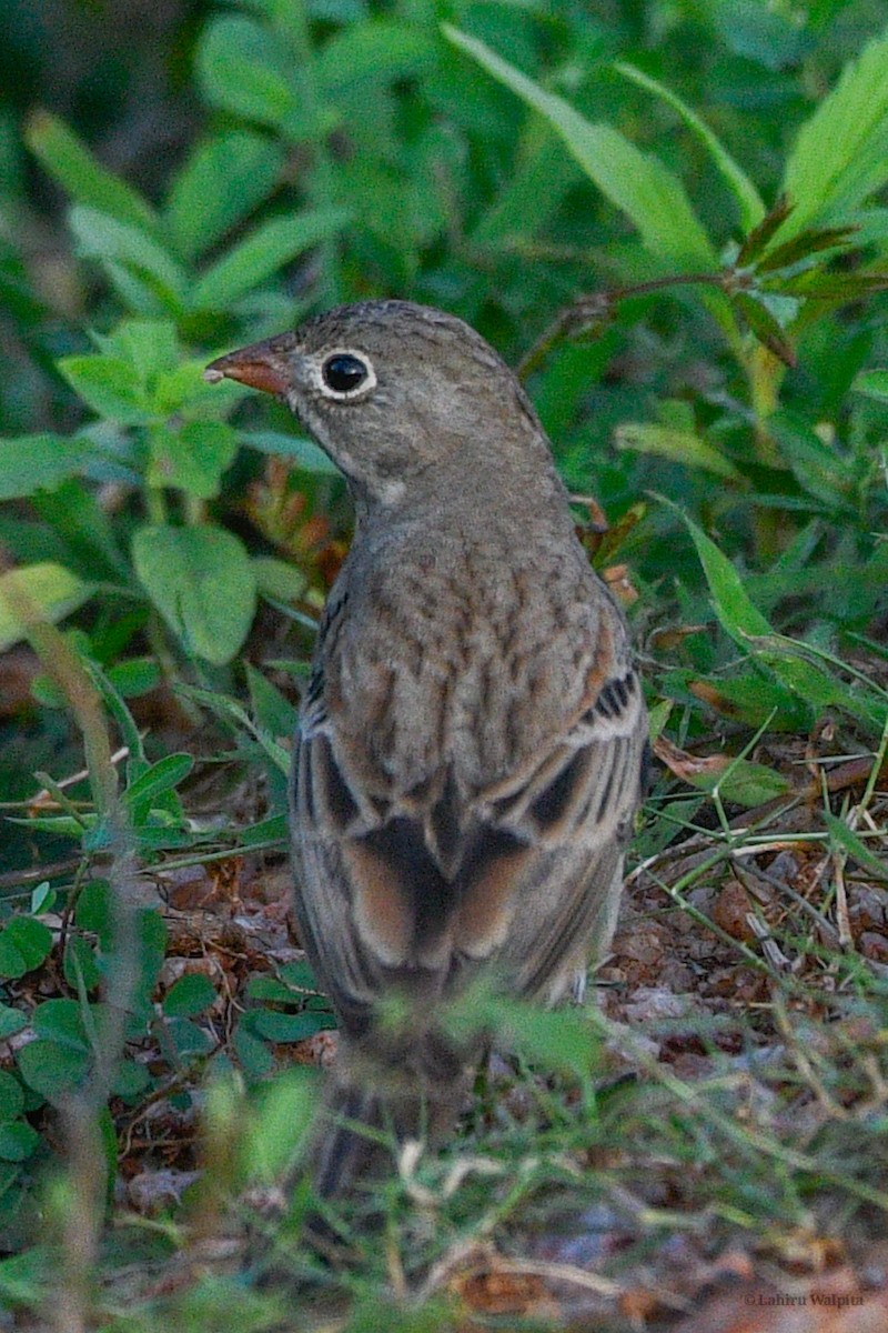 Gray-necked Bunting - ML646446112