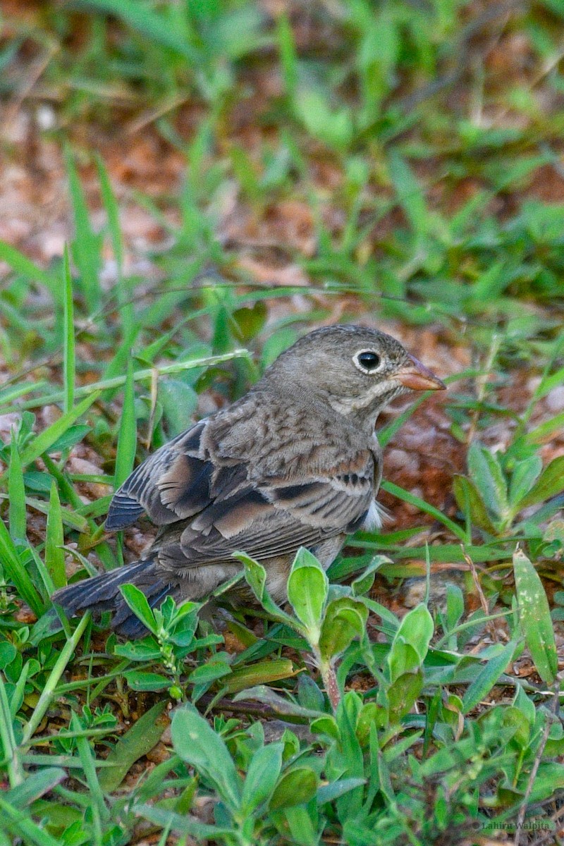 Gray-necked Bunting - ML646446113