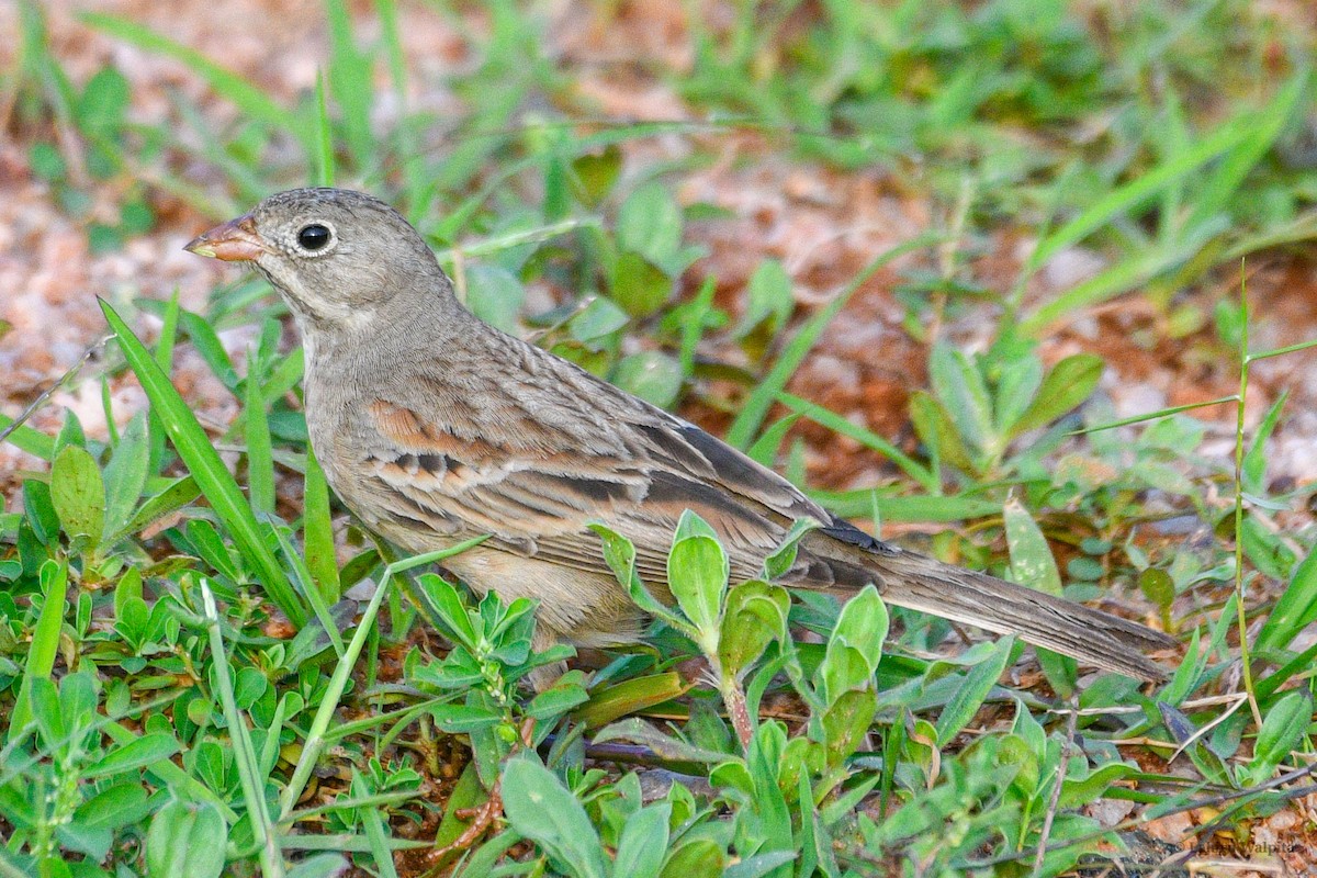 Gray-necked Bunting - ML646446115