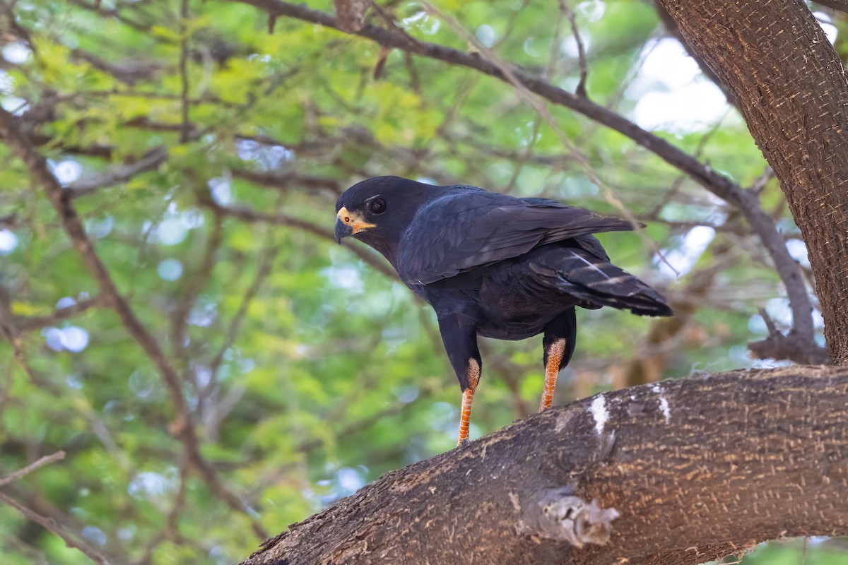 Gabar Goshawk - ML646446116