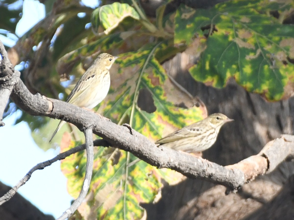 Ойн шийхнүүхэй - ML646446118