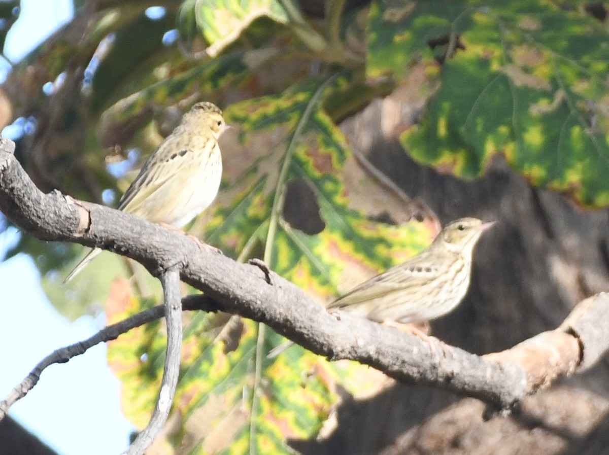 Ойн шийхнүүхэй - ML646446119