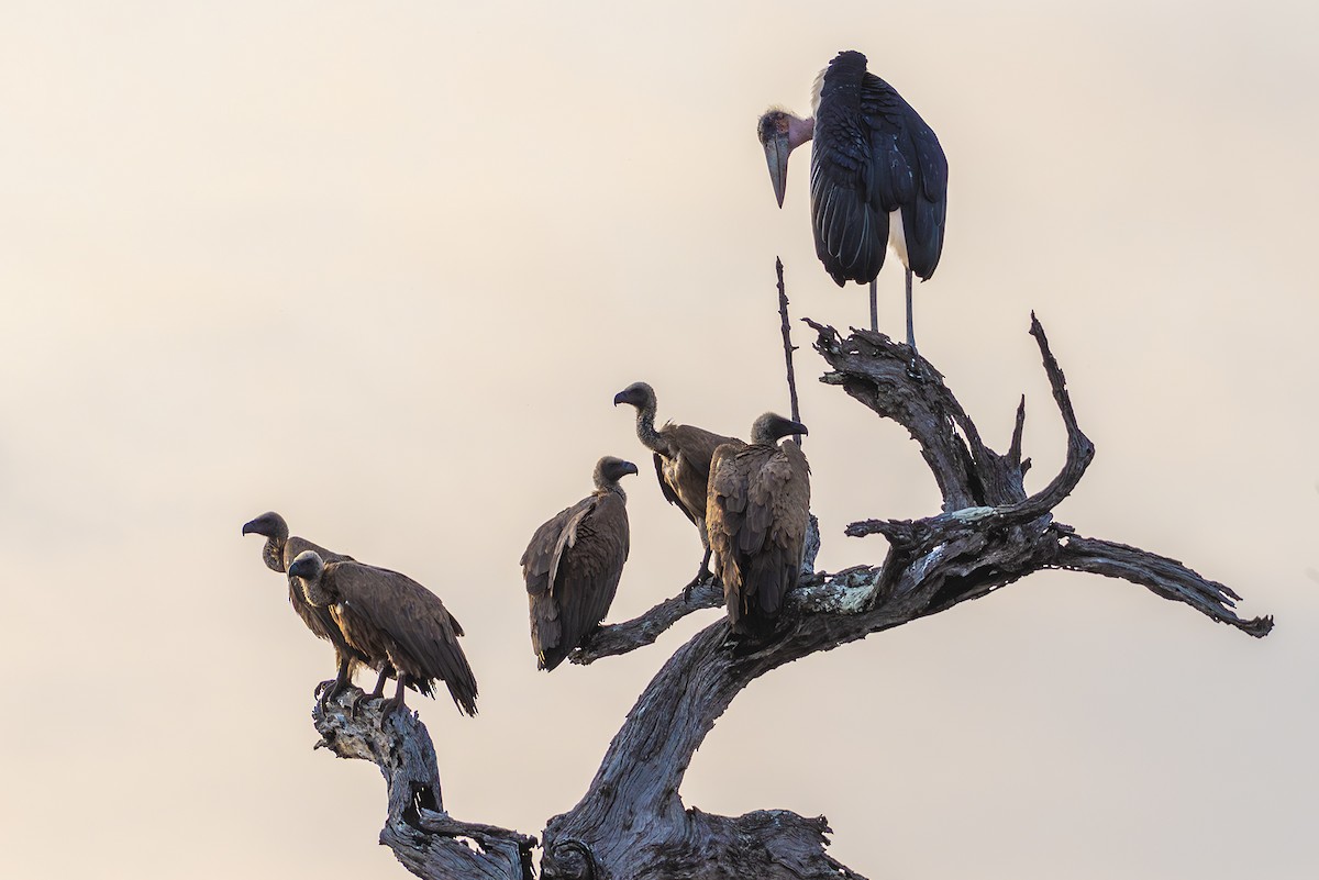 Marabou Stork - ML646446121