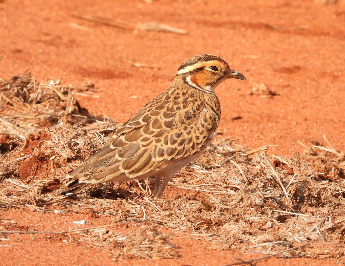Three-banded Courser - ML646446128