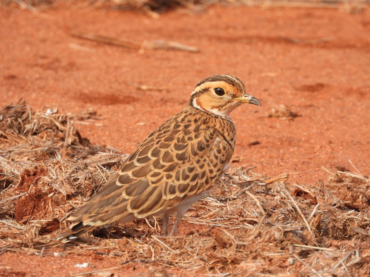 Three-banded Courser - ML646446129