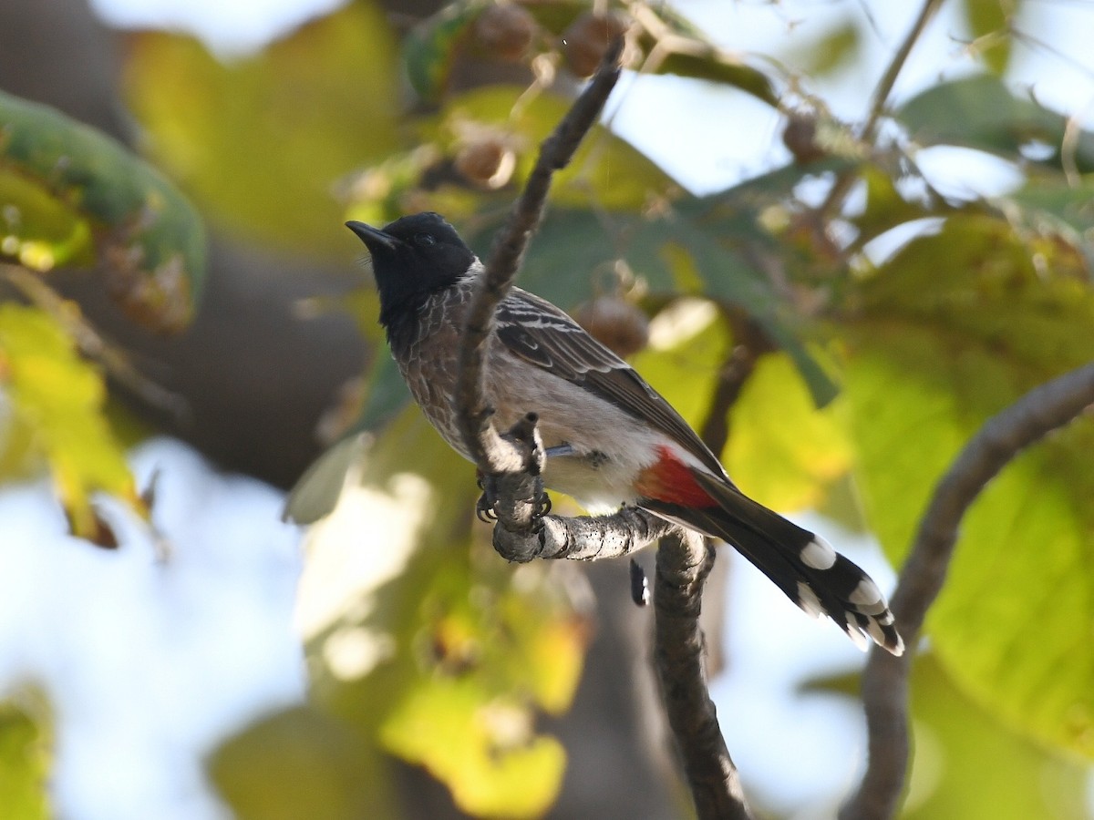 Red-vented Bulbul - ML646446131