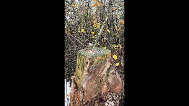 Black-capped Chickadee - ML646446158