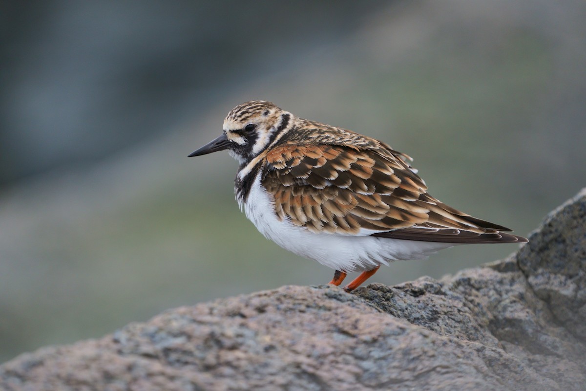 Ruddy Turnstone - ML646446161