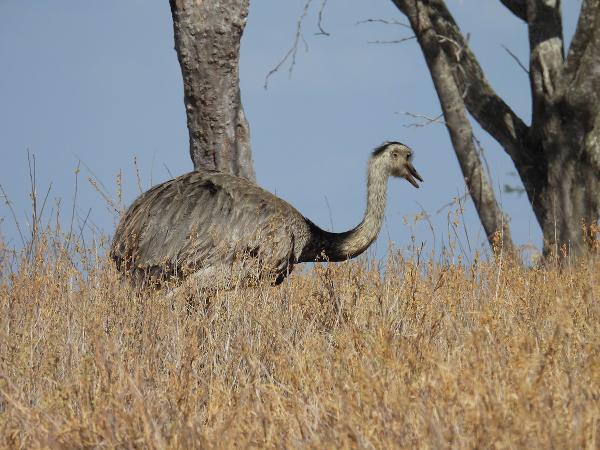 Greater Rhea - ML646446162